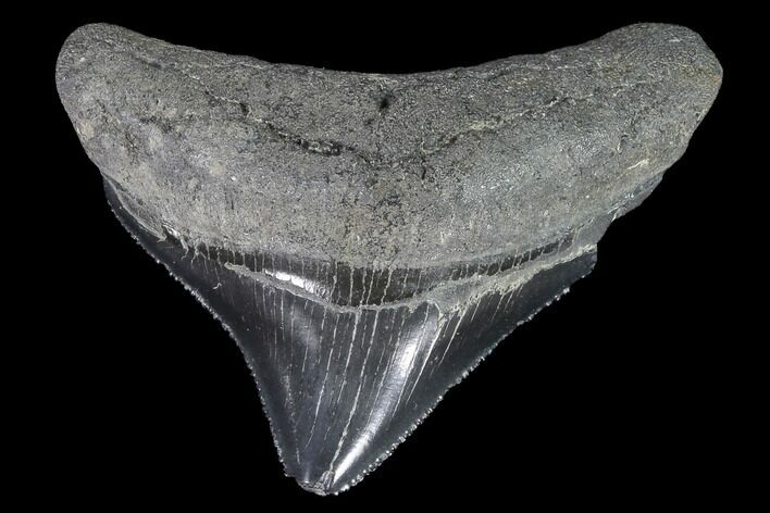 Serrated, Juvenile Megalodon Tooth - Georgia #91125
